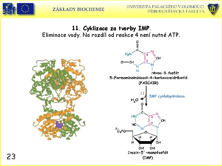 11. Cyklizace za tvorby IMP. Eliminace vody. Na rozdíl od reakce 4 není nutné