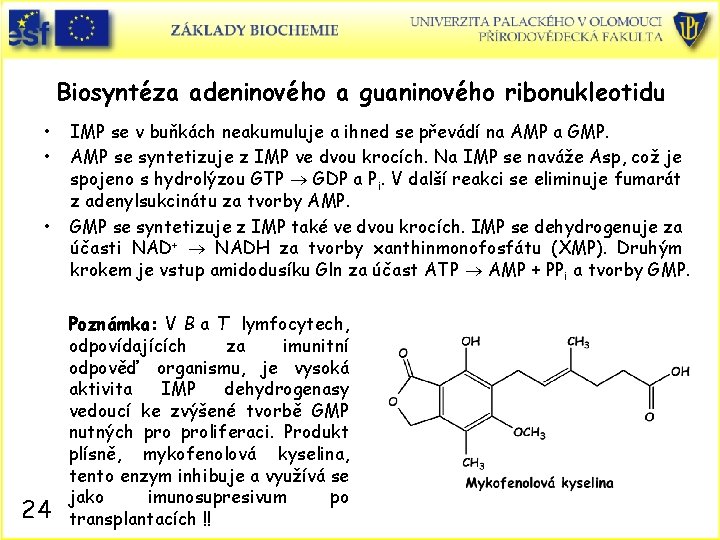 Biosyntéza adeninového a guaninového ribonukleotidu • • • 24 IMP se v buňkách neakumuluje