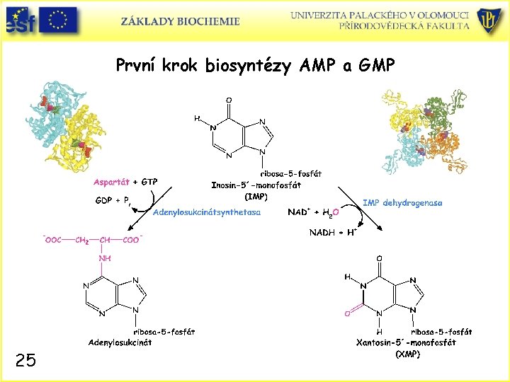 První krok biosyntézy AMP a GMP 25 