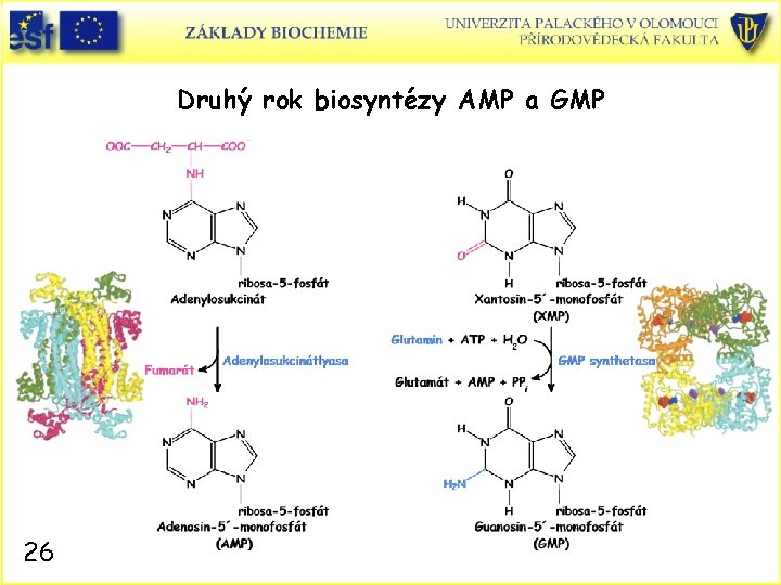 Druhý rok biosyntézy AMP a GMP 26 