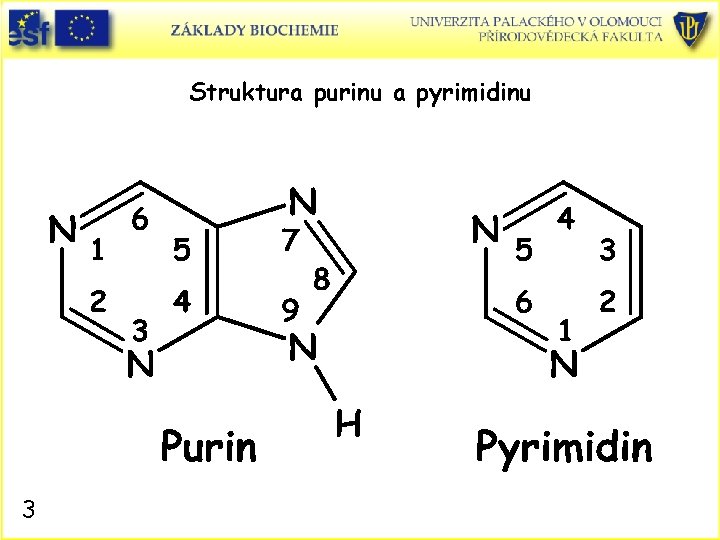 Struktura purinu a pyrimidinu 3 