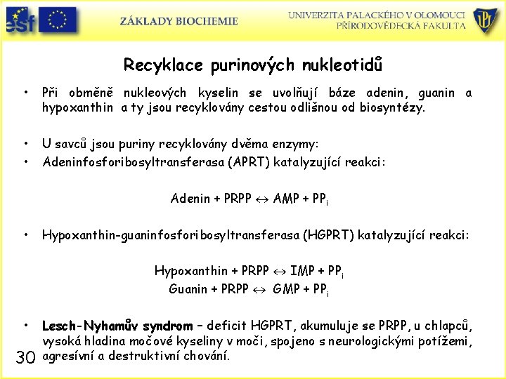 Recyklace purinových nukleotidů • Při obměně nukleových kyselin se uvolňují báze adenin, guanin a