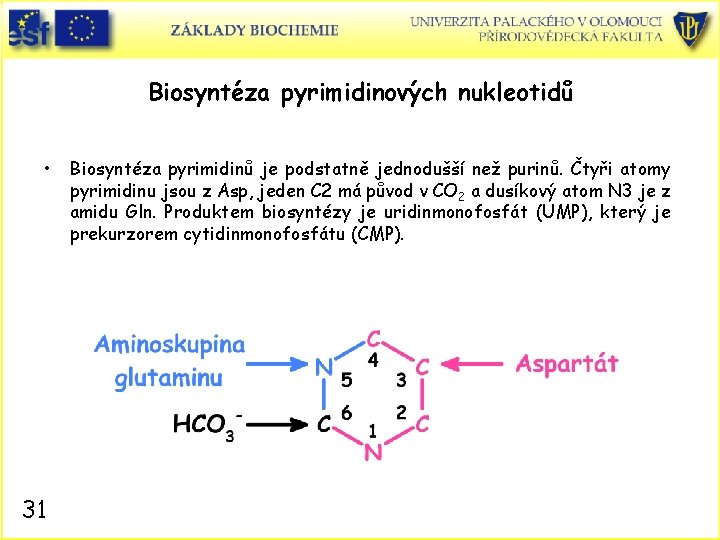 Biosyntéza pyrimidinových nukleotidů • 31 Biosyntéza pyrimidinů je podstatně jednodušší než purinů. Čtyři atomy