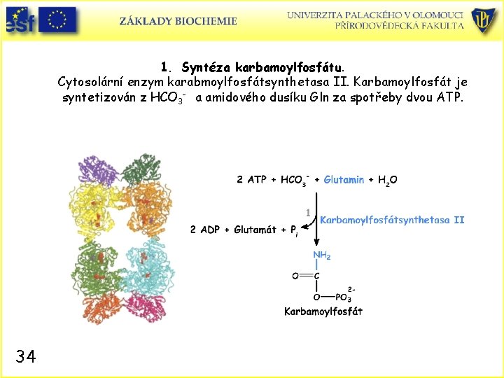 1. Syntéza karbamoylfosfátu. Cytosolární enzym karabmoylfosfátsynthetasa II. Karbamoylfosfát je syntetizován z HCO 3 -