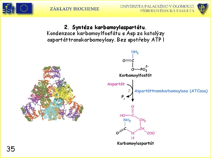 2. Syntéza karbamoylaspartátu. Kondenzace karbamoylfosfátu s Asp za katalýzy aspartáttranskarbamoylasy. Bez spotřeby ATP !