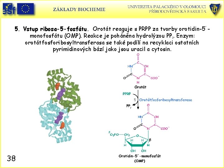 5. Vstup ribosa-5 -fosfátu. Orotát reaguje s PRPP za tvorby orotidin-5´monofosfátu (OMP). Reakce je