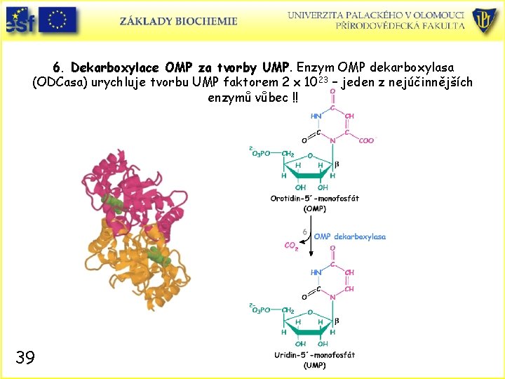 6. Dekarboxylace OMP za tvorby UMP. Enzym OMP dekarboxylasa (ODCasa) urychluje tvorbu UMP faktorem