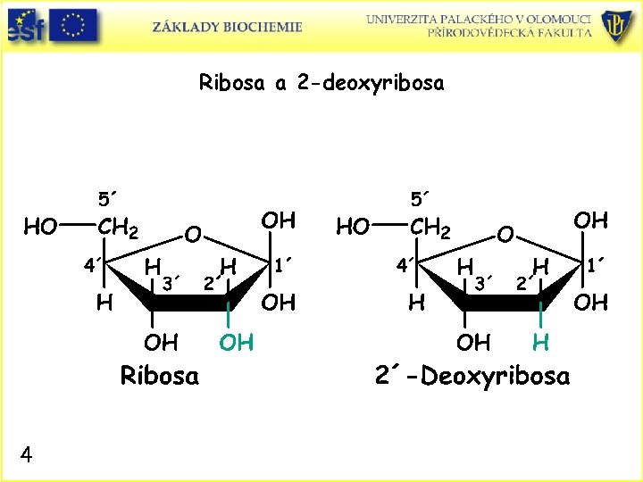 Ribosa a 2 -deoxyribosa 4 