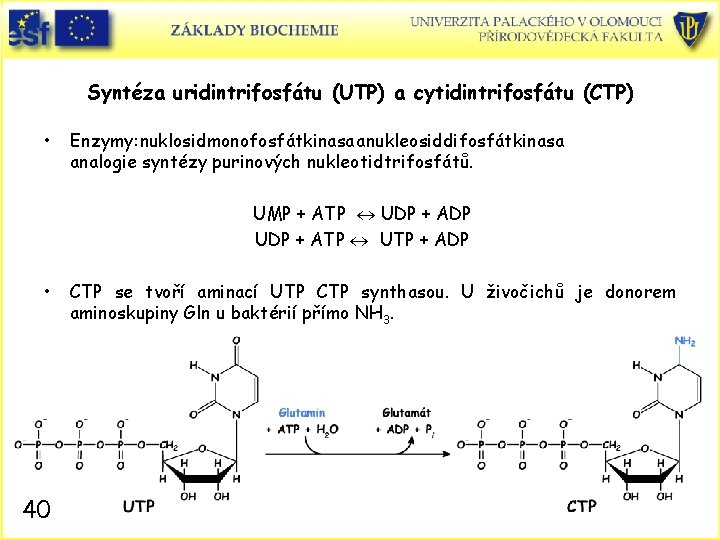 Syntéza uridintrifosfátu (UTP) a cytidintrifosfátu (CTP) • Enzymy: nuklosidmonofosfátkinasa a nukleosiddifosfátkinasa analogie syntézy purinových