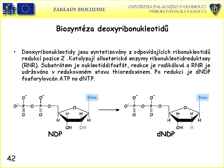 Biosyntéza deoxyribonukleotidů • 42 Deoxyribonukleotidy jsou syntetizovány z odpovídajících ribonukleotidů redukcí pozice 2´. Katalyzují