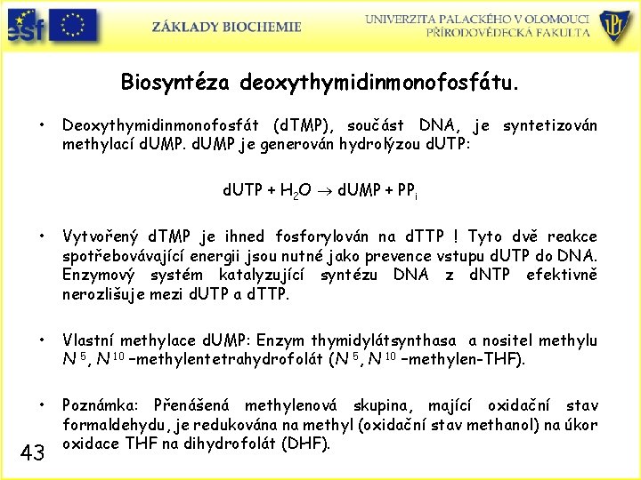 Biosyntéza deoxythymidinmonofosfátu. • Deoxythymidinmonofosfát (d. TMP), součást DNA, je syntetizován methylací d. UMP je