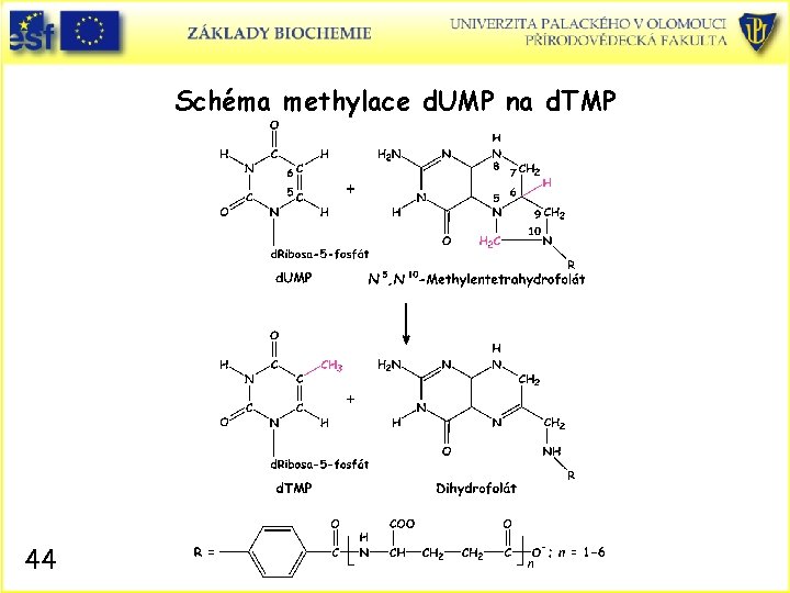 Schéma methylace d. UMP na d. TMP 44 