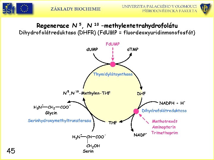 Regenerace N 5, N 10 –methylentetrahydrofolátu Dihydrofolátreduktasa (DHFR) (Fd. UMP = fluordeoxyuridinmonofosfát) 45 