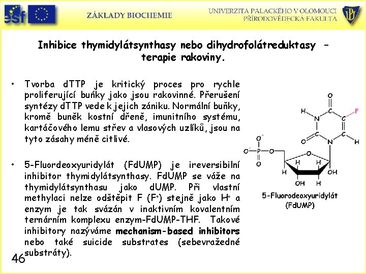 Inhibice thymidylátsynthasy nebo dihydrofolátreduktasy – terapie rakoviny. • Tvorba d. TTP je kritický proces