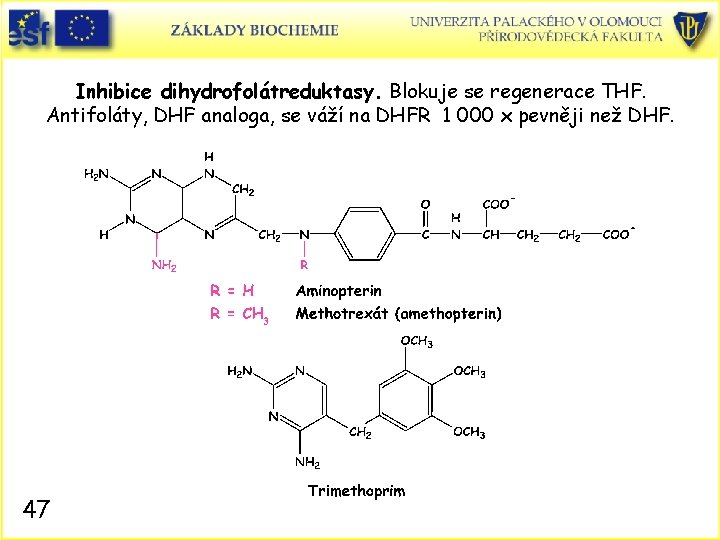 Inhibice dihydrofolátreduktasy. Blokuje se regenerace THF. Antifoláty, DHF analoga, se váží na DHFR 1