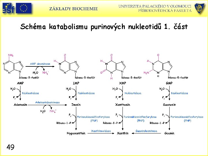 Schéma katabolismu purinových nukleotidů 1. část 49 