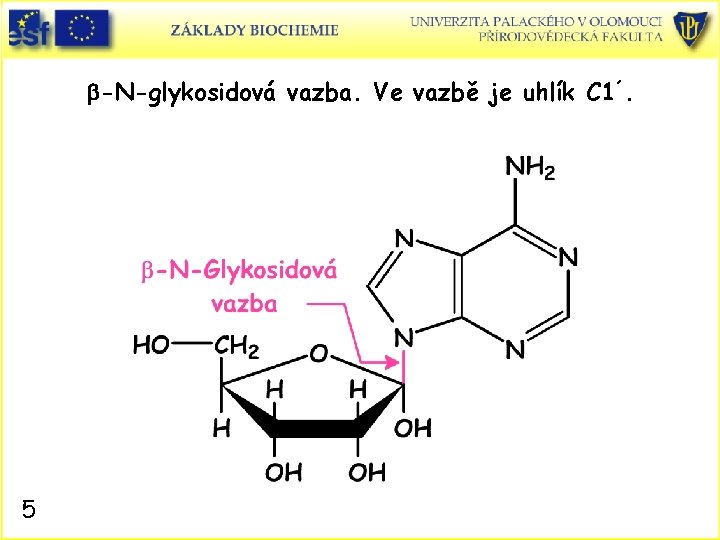 b-N-glykosidová vazba. Ve vazbě je uhlík C 1´. 5 