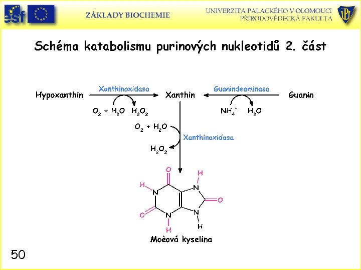 Schéma katabolismu purinových nukleotidů 2. část 50 