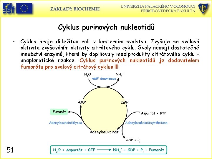 Cyklus purinových nukleotidů • 51 Cyklus hraje důležitou roli v kosterním svalstvu. Zvyšuje se