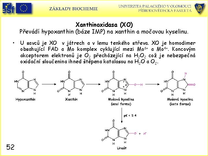 Xanthinoxidasa (XO) Převádí hypoxanthin (báze IMP) na xanthin a močovou kyselinu. • 52 U