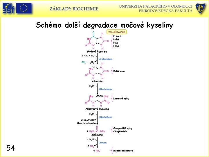 Schéma další degradace močové kyseliny 54 