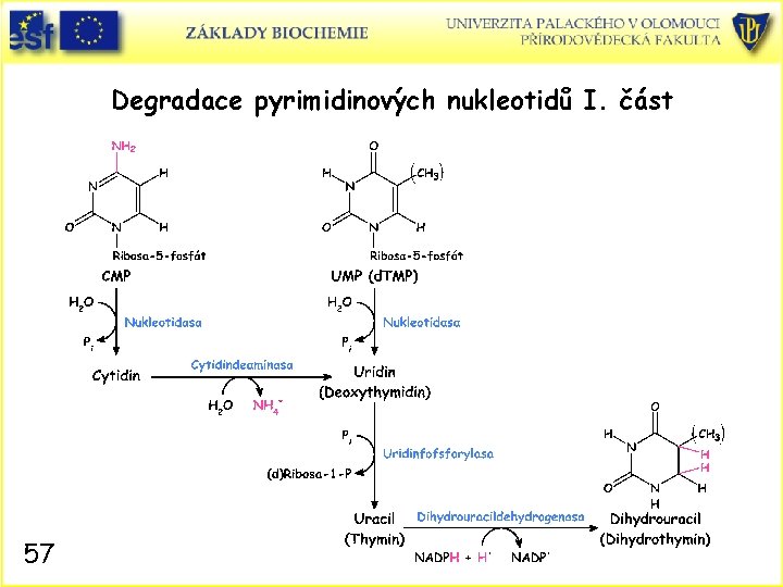 Degradace pyrimidinových nukleotidů I. část 57 