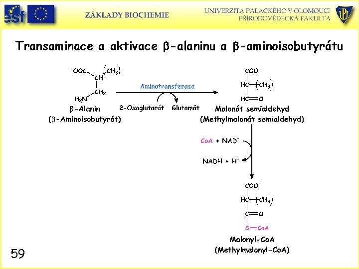 Transaminace a aktivace b-alaninu a b-aminoisobutyrátu 59 