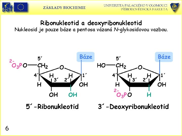 Ribonukleotid a deoxyribonukleotid Nukleosid je pouze báze a pentosa vázaná N-glykosidovou vazbou. 6 