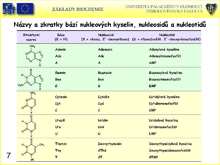 Názvy a zkratky bází nukleových kyselin, nukleosidů a nukleotidů 7 