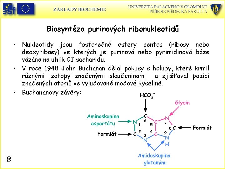 Biosyntéza purinových ribonukleotidů • Nukleotidy jsou fosforečné estery pentos (ribosy nebo deoxyribosy) ve kterých