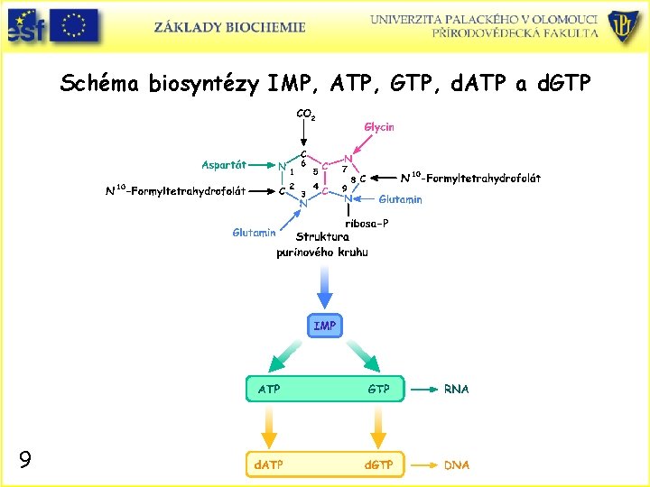 Schéma biosyntézy IMP, ATP, GTP, d. ATP a d. GTP 9 