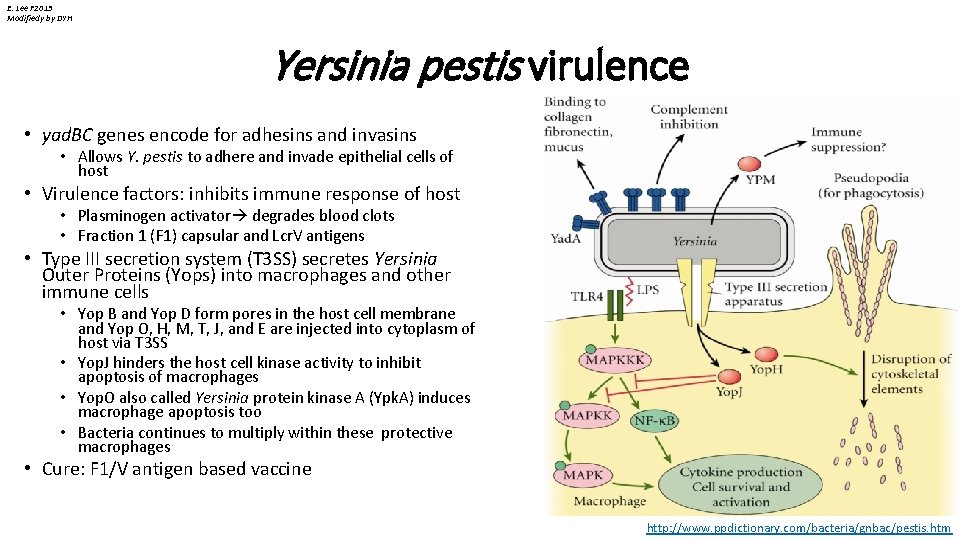 E. Lee F 2013 Modifiedy by DYH Yersinia pestis virulence • yad. BC genes