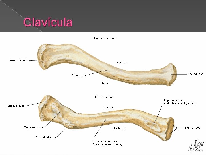 Clavícula 