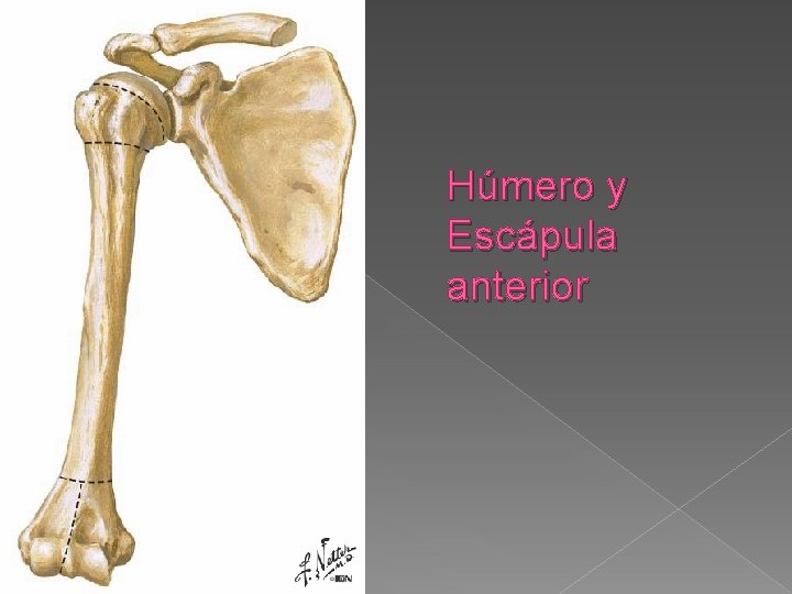 Húmero y Escápula anterior 