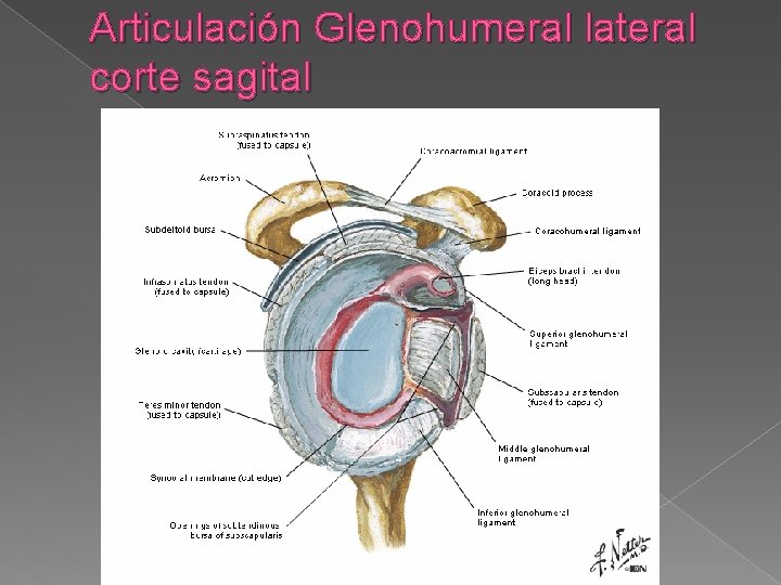 Articulación Glenohumeral lateral corte sagital 