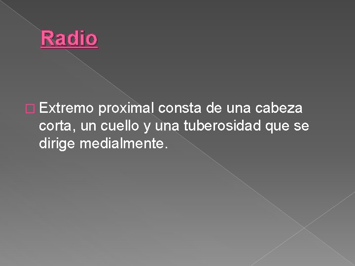 Radio � Extremo proximal consta de una cabeza corta, un cuello y una tuberosidad