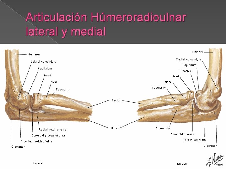 Articulación Húmeroradioulnar lateral y medial 