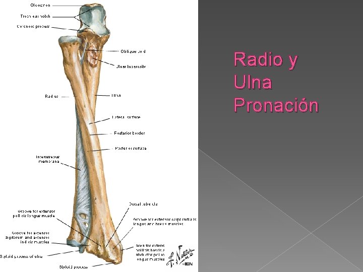 Radio y Ulna Pronación 