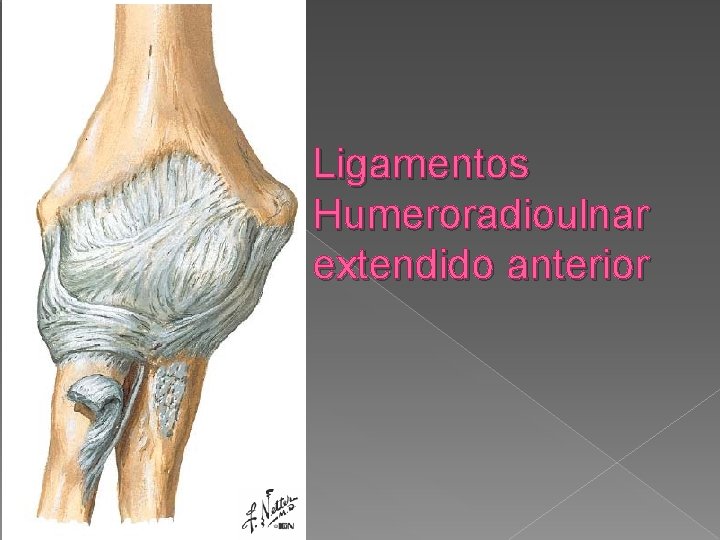 Ligamentos Humeroradioulnar extendido anterior 