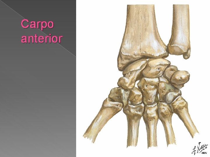 Carpo anterior 