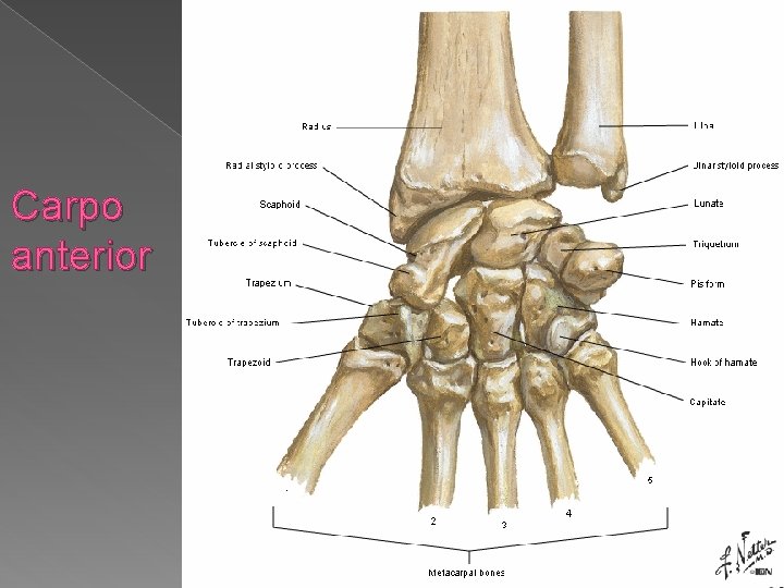 Carpo anterior 