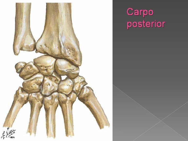 Carpo posterior 