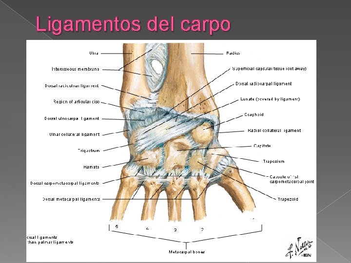 Ligamentos del carpo 