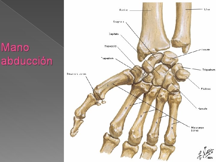 Mano abducción 