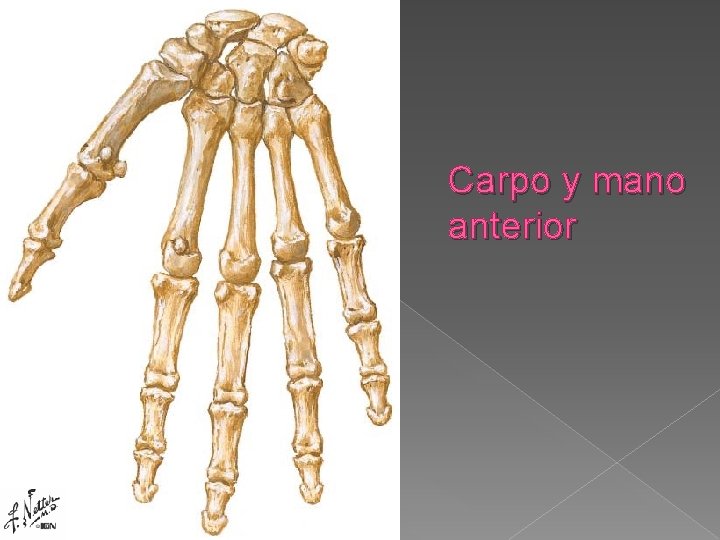 Carpo y mano anterior 