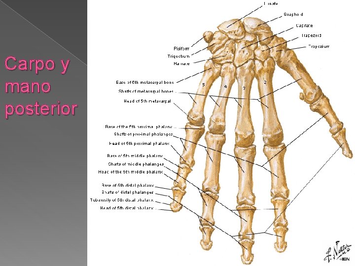 Carpo y mano posterior 