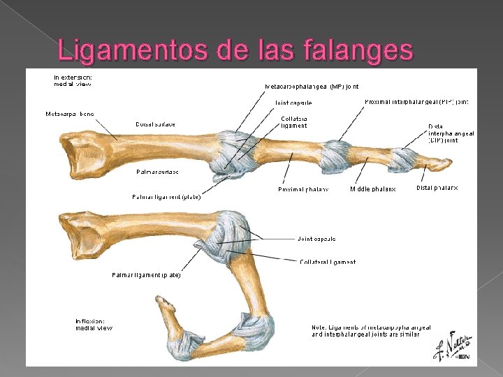 Ligamentos de las falanges 