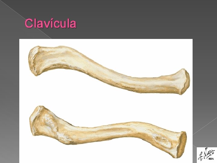 Clavícula 