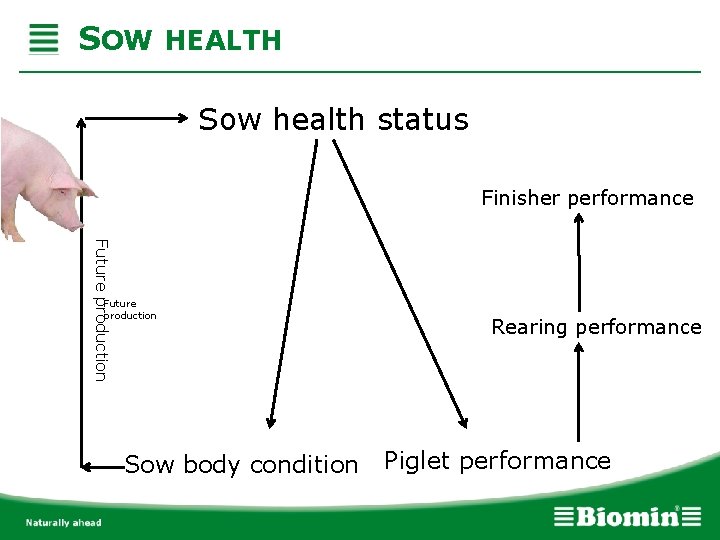 SOW HEALTH Sow health status Finisher performance Future production Sow body condition Rearing performance