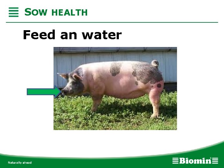 SOW HEALTH Feed an water 